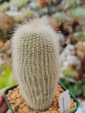 Notocactus leninghausii albispina  cactus succulente piante grasse collection