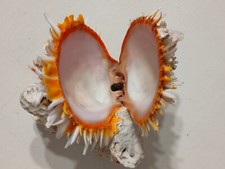 Conchiglia Shell SPONDYLUS BUTLERI  su corallo  mm 143 Filippine