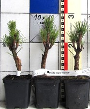 Pinus nigra "Komet" / Varietà