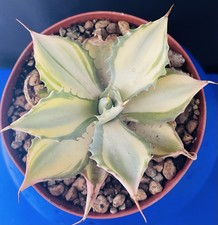 Extraordinaire Agave Potatorum