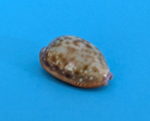 Cypraea helvola meridionalis