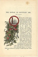 Stampa antica CAPOLETTERA L e