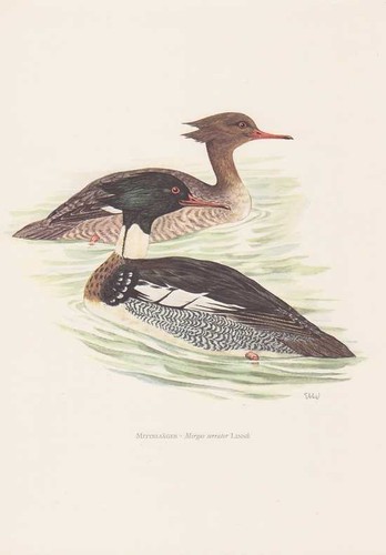 Mittelsäger mergus serrator - mittelsäger,