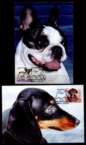 Cani giovani bulldog - cani, giovani: