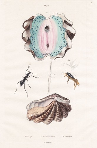 Tridacna conchiglia gigante