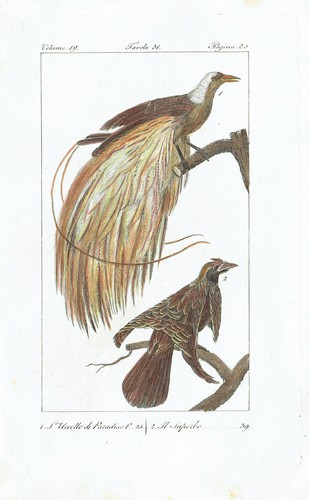 Uccello paradiso paradisee - uccello,