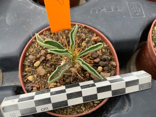 348 pachypodium namaquanum - 348,
