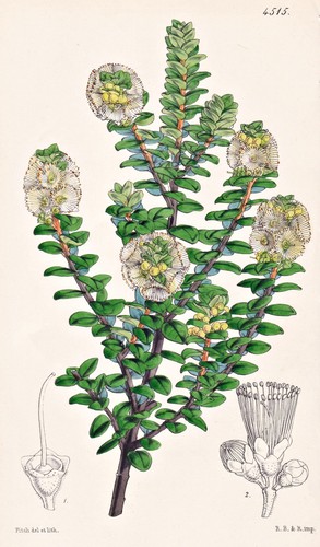 Metrosideros buxifolia nuova - metrosideros,