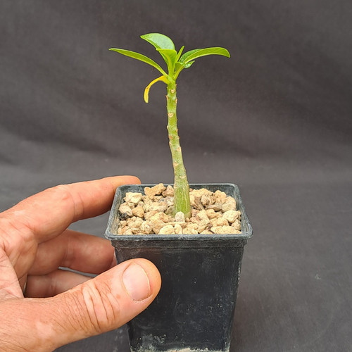 Pachypodium decaryi