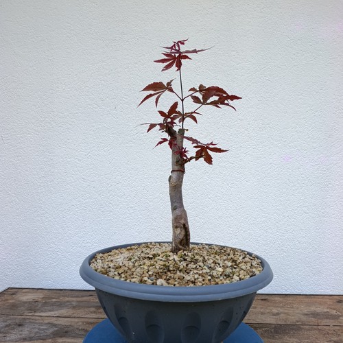 Bonsai acero palmato - acero,