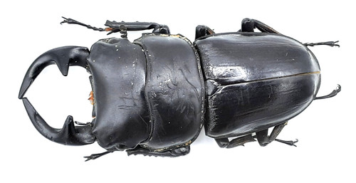 Lucanidae dorcus grandis - dorcus,