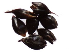 Saggina nero sorgo - -,