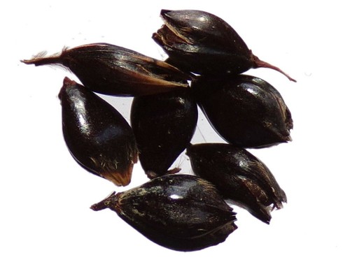 Saggina nero sorgo - nero,