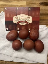 Black copper marans - marans, hatching