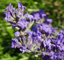 Lavandula angustifolia | Lavanda Inglese - Vera Lavanda