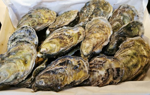 Ostriche fresche irlanda - ostriche,