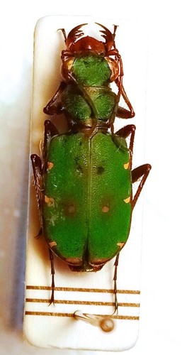 Carabidae cicindelinae - carabidae,,