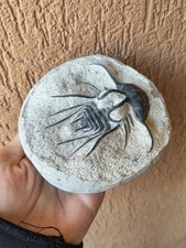 Minerali *** TRILOBITE DICRANURUS MONSTROSUS