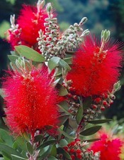 Callistemone callistemon - callistemone, "callistemon