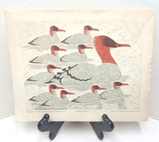 Stampa xilografia Dale De Armond riproduzione Merganser con difetti Juneau