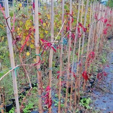 Vite Canadese, 2 piante alte 100-120 cm, vaso 16, Parthenocissus quinquefolia
