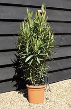 Oleandro a cespuglio "Nerium