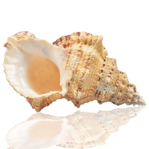 Grandi conchiglie mare - grandi,