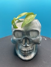 Fioriera in cemento Skull -