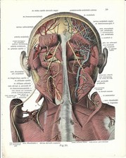 Stampa antica ANATOMIA