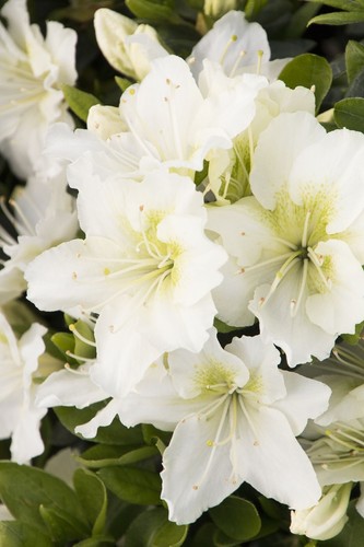 Snow azalea rhododendron - ~~snow~~azalea,