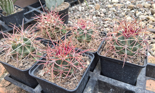 Ferocactus acanthodes cactus