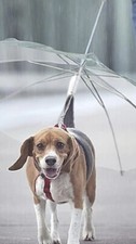 Ombrello per cani trasparente