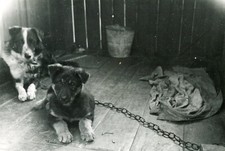 Dog puppy pet vintage photo