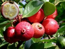 Piantina di guava fragola