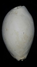 Fossile/fossilizzato