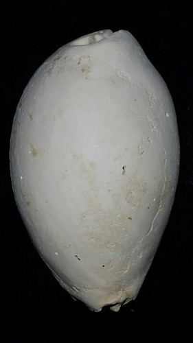 Fossile/fossilizzato
