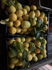 Limoni Bio 10kg Puglia Gargano