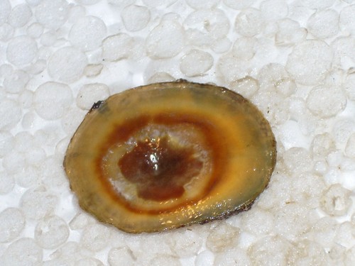 Umbraculum extra - umbraculum,