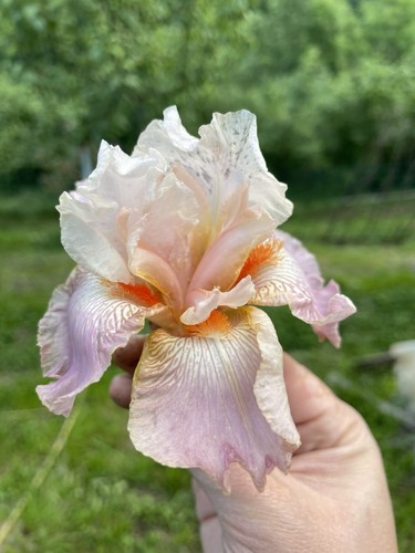 Iris barbata bicolor - iris,