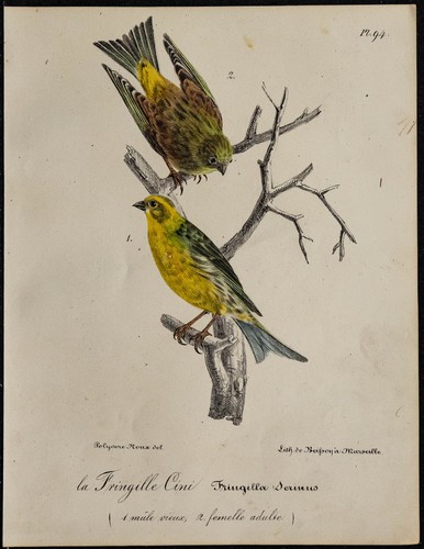 1830 verzellino cini - cini,