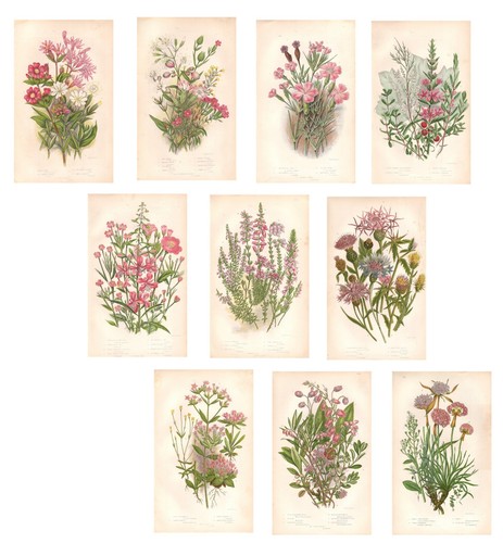 Stampe antiche fiori rosa - stampe,
