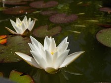 Ninfea rustica NANA walter pagels laghetto minipond giardino acquatico 