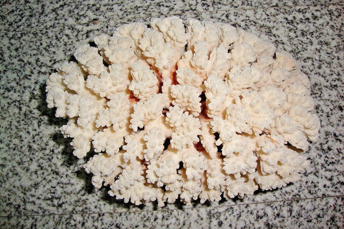Corallo bianco grammi 750 - corallo,