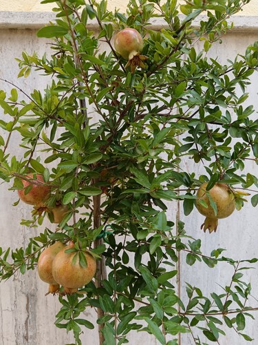 Pianta melograno nano per - melograno,