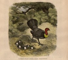 Stampa antica uccelli TACCHINO