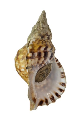 Conchiglia shell charonia - conchiglia,