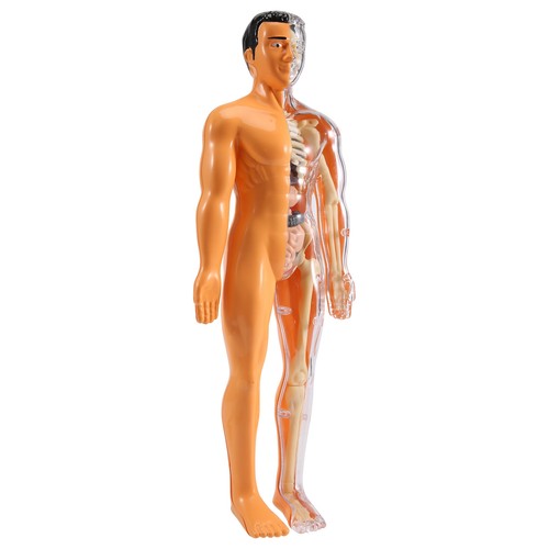 Modello anatomico corpo - , umano