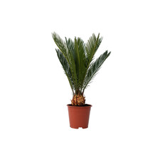 Plant in a Box  Cycas miquelii
