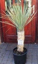 Yucca rostrata dal Messico