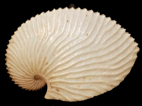 Argonauta argo 110 - argonauta,